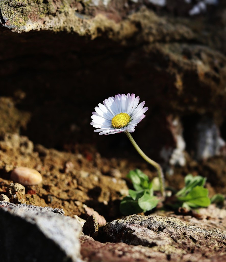 daisy, freedom, nature, spring, summer, plant, masonry, growth, life, hope, motivation, bloom, creation, light, awakening, mood, wall, rock, hope, hope, motivation, motivation, motivation, motivation, motivation